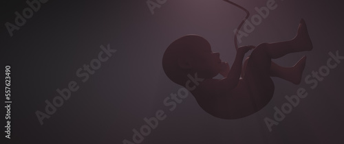 Fotografia Human fetus illustration. New life
