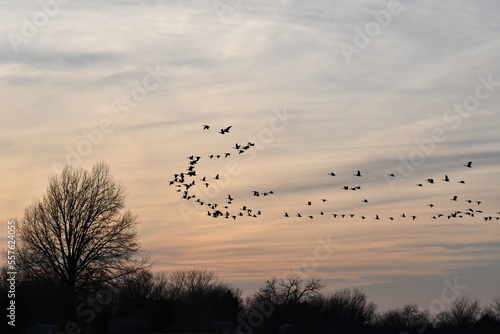 Flock of Geese in a Sunset Sky