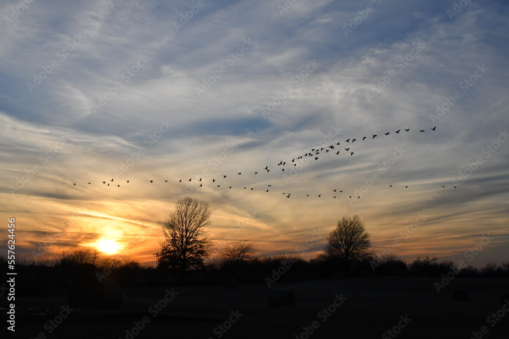 Naklejka premium Geese Flying in a Sunset Sky