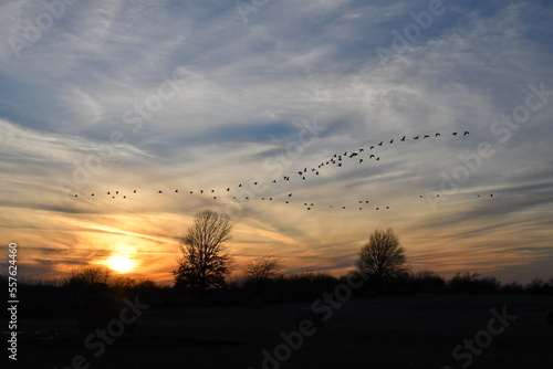 Flock of Geese Flying in a Sunset Sky