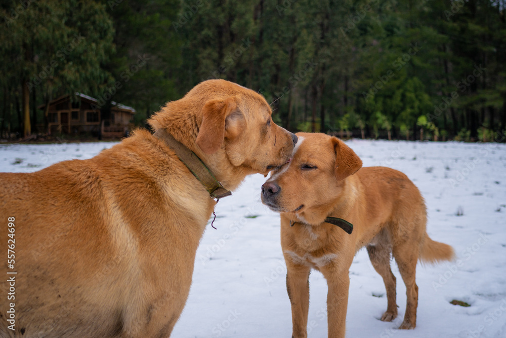 A couple of dogs kissing each other A couple of dogs kissing each other