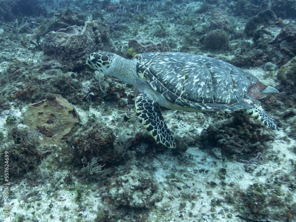 Obraz premium Hawksbill Turtle