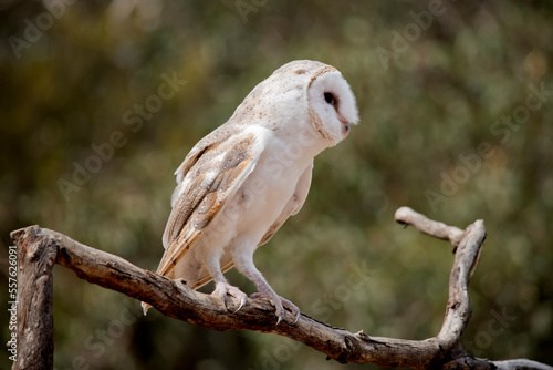 the barn owl is perched on a branch
