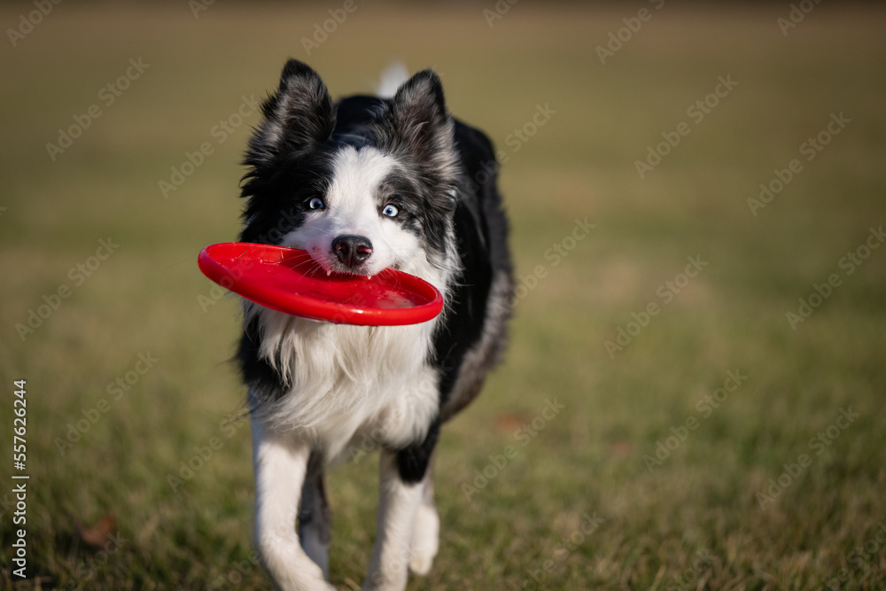 Dog Catches frisbee runs fast in field