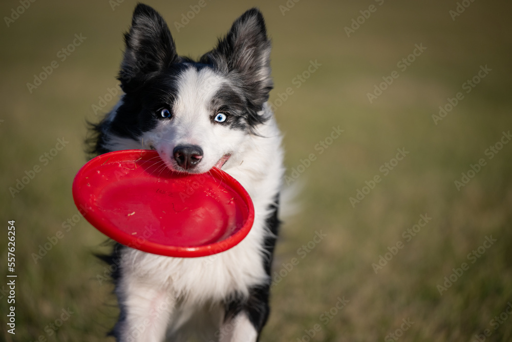 Fototapeta premium Dog Catches frisbee runs fast in field