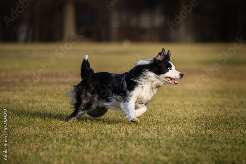 Dog Catches frisbee runs fast in field