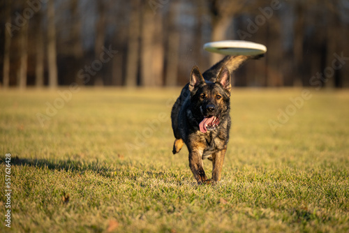 Dog Catches frisbee runs fast in field