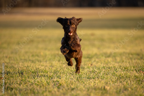 Dog Catches frisbee runs fast in field