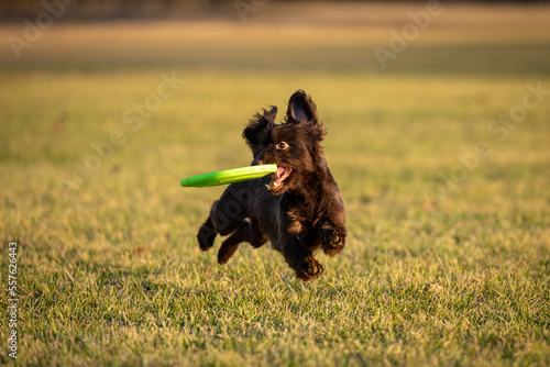 Dog Catches frisbee runs fast in field