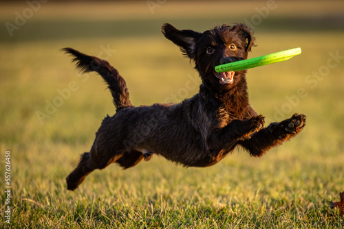 Dog Catches frisbee runs fast in field