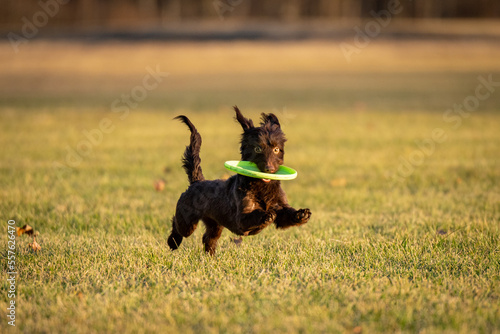 Dog Catches frisbee runs fast in field