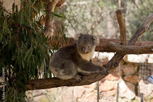 Photography the koala is a grey marsupial with fluffy ears and a white chest