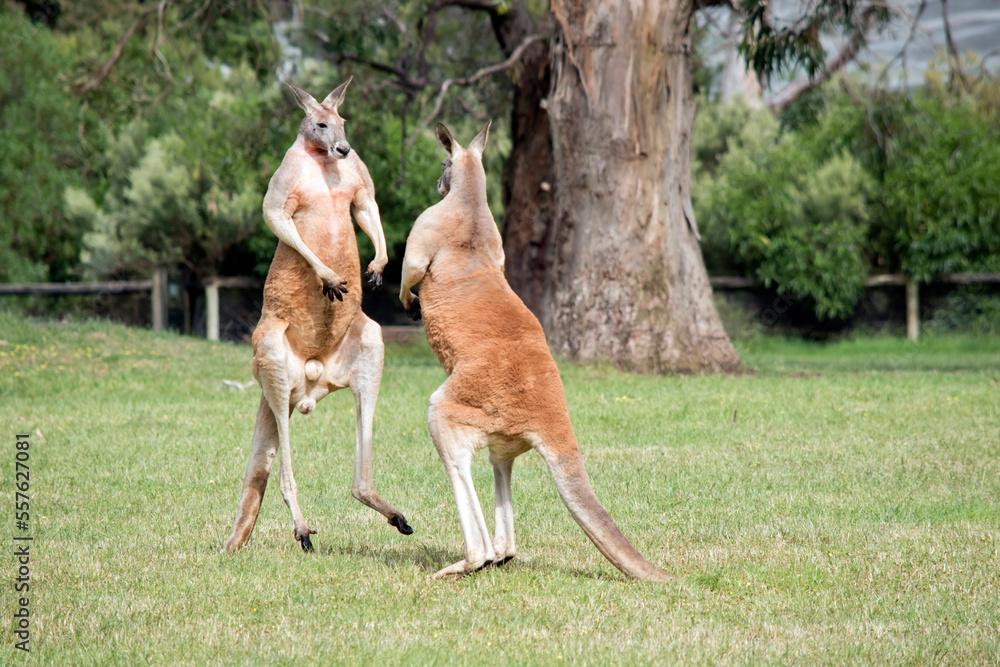 the two male red kangaroos are fighting, they kick and scratch and use their tails to balance the two male red kangaroos are fighting, they kick and scratch and use their tails to balance