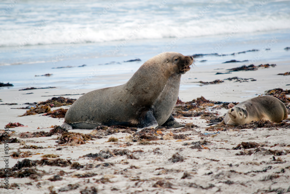Fototapeta premium the male sea lion is all grey with a little black and white on the head