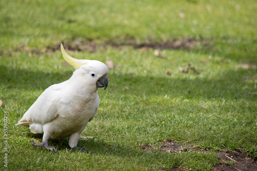 Fototapeta premium the sulphur crested cockatoo is a white bird with a yellow crest and black beak