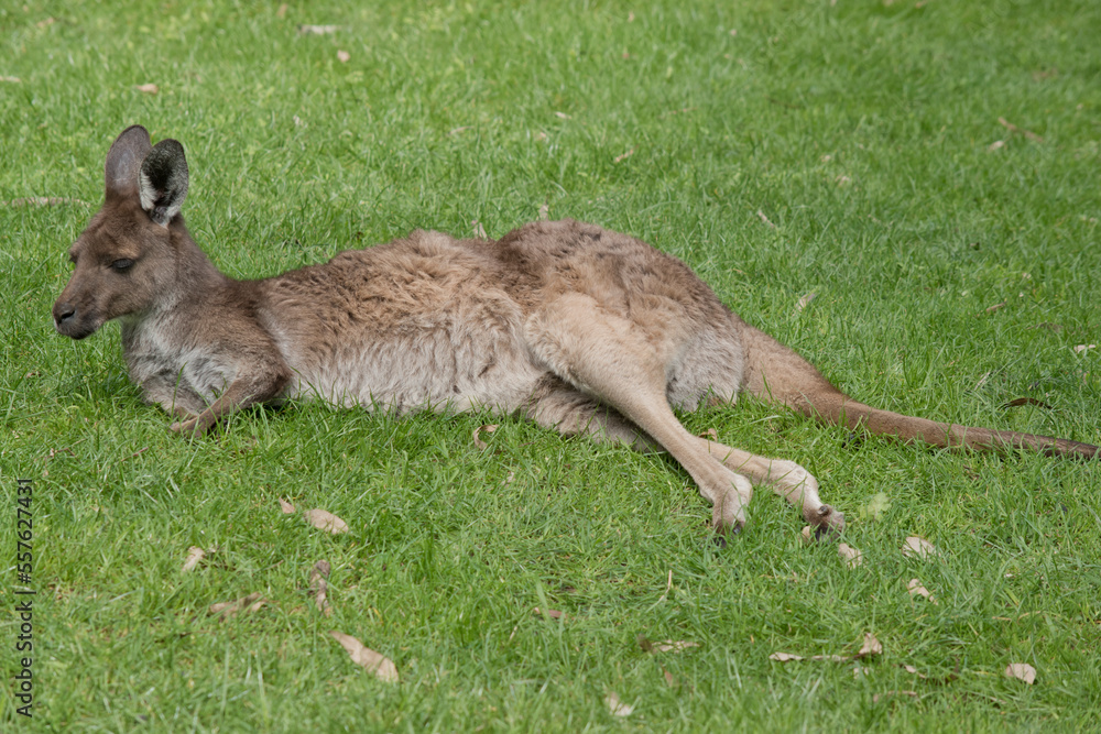 Obraz premium the westen grey kangaroo is mainly brown with a white chest and long tail