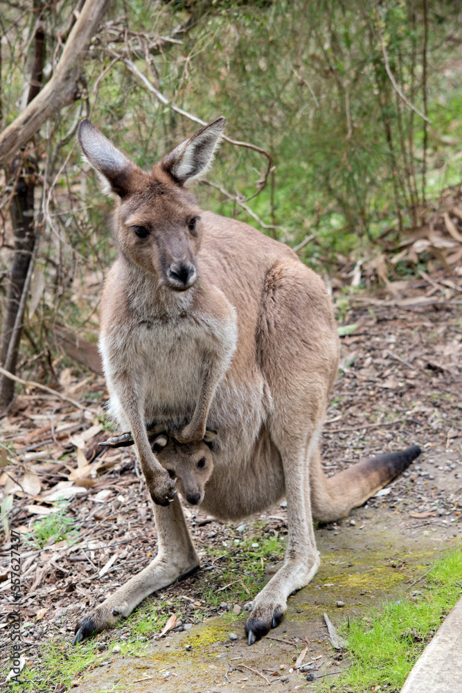 the westen grey kangaroo is mainly brown with a white chest and long tail with a black tip