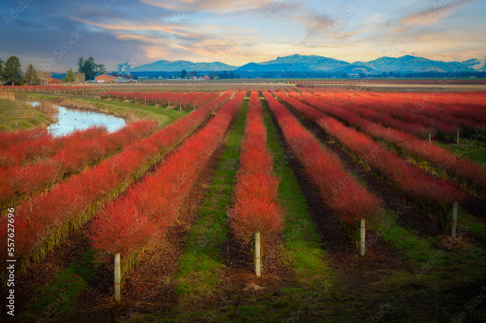 Skagit Valley Blueberry Farm in Red Winter Color. Blueberries grow very well in Skagit County. The colorful plants are grown in rows and make for a graphic presentation. Mt. Vernon, WA.