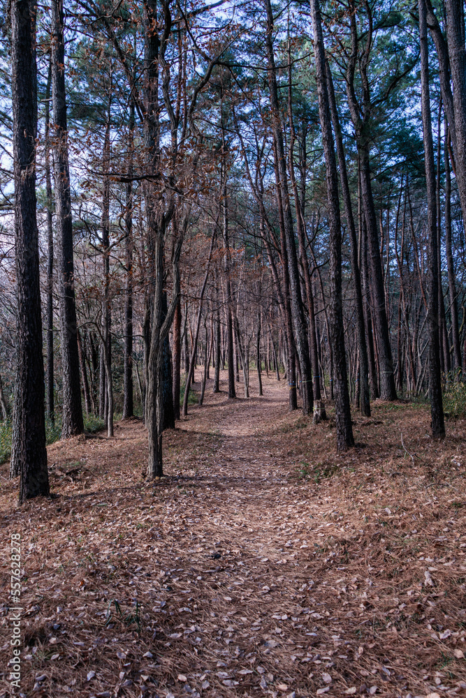 Obraz premium 落ち葉が敷き詰める冬の遊歩道