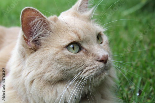 Portrait of a ginger cat sitting on the grass