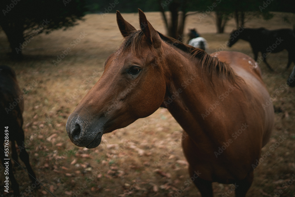 Obraz premium Small horses in field
