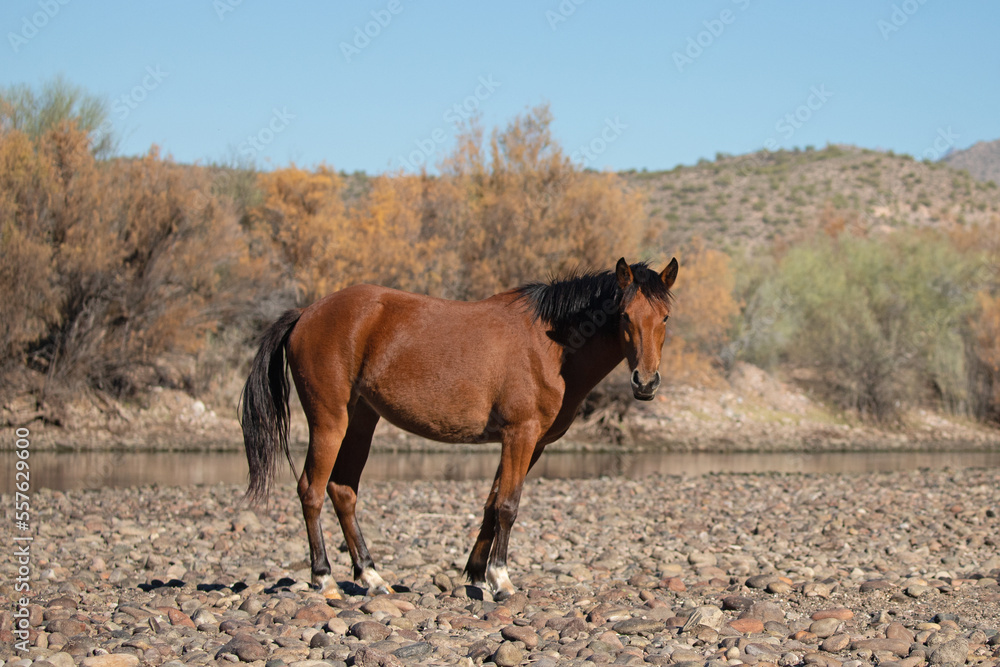 Bay mare wild horse walking on gravel next to the Salt River near Mesa Arizona United States Bay mare wild horse walking on gravel next to the Salt River near Mesa Arizona United States