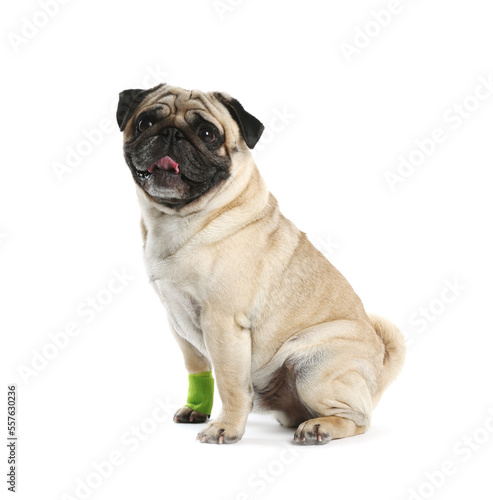 Cute pug dog with paw wrapped in medical bandage on white background © New Africa