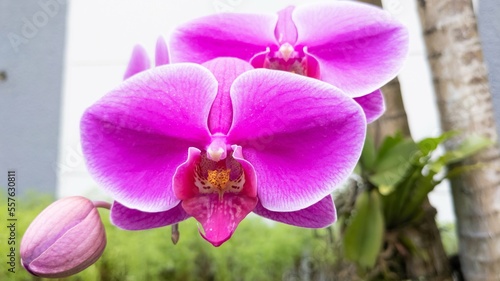 Blooming Pink Orchids