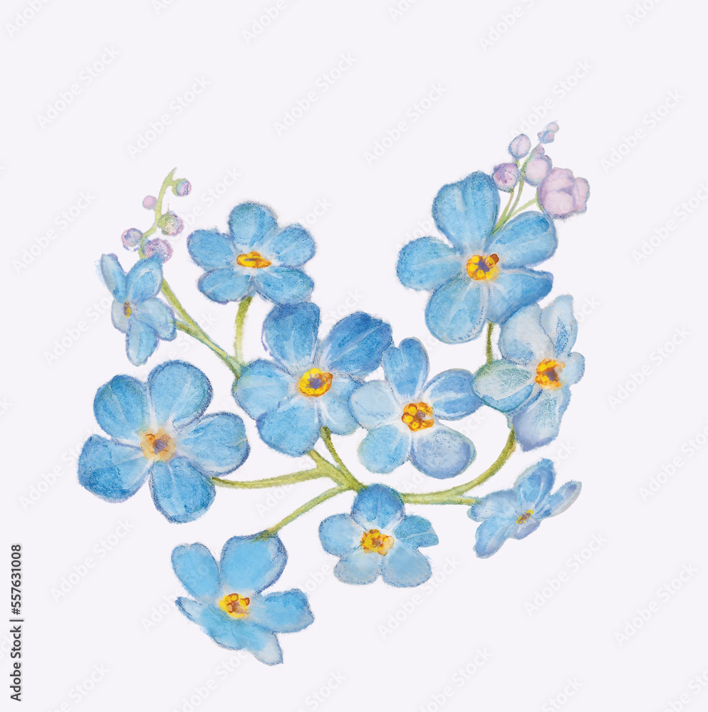 niezapominajki kwiaty niebieskie kwitnie - obrazy, fototapety, plakaty 