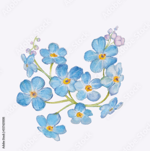 niezapominajki kwiaty niebieskie kwitnie