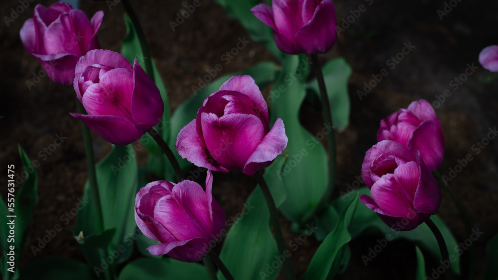 Purple tulip flowers in spring. Dark theme Purple tulip flowers in spring. Dark theme