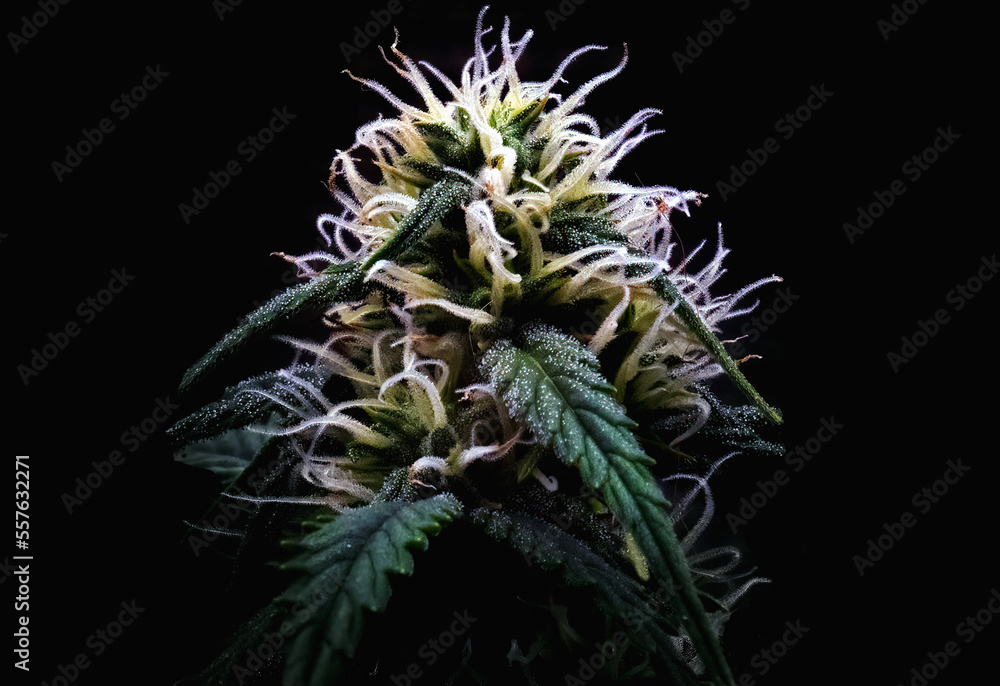 Cannabis - More than the Eye Can See Cannabis - More than the Eye Can See