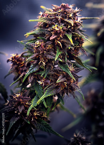 Cannabis - More than the Eye Can See