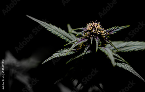 Cannabis - More than the Eye Can See