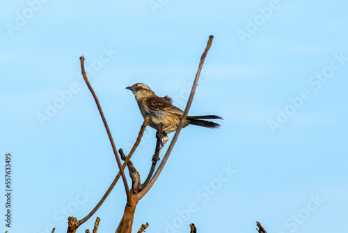 Sao Joao da Barra, RJ, Brazil, 2022 - Chalk-browed mockingbird, Mimus saturninus, on a tree in Grussai Beach