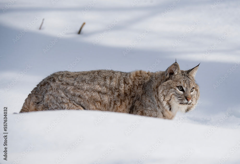 BOBCAT BOBCAT