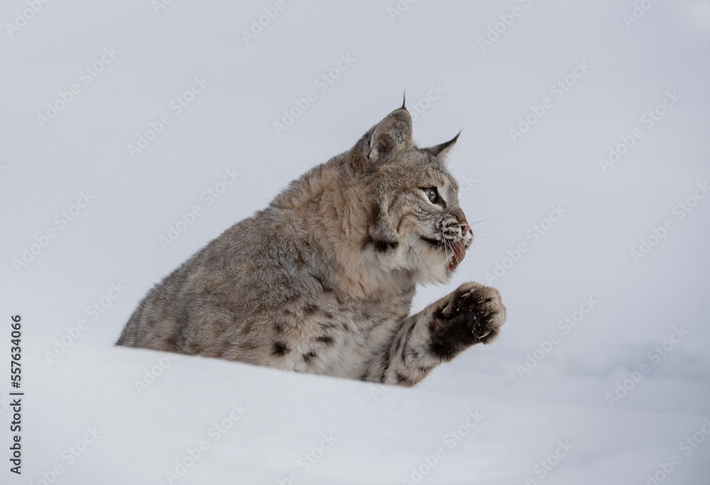 Fototapeta premium BOBCAT