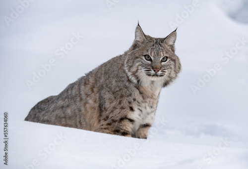 BOBCAT