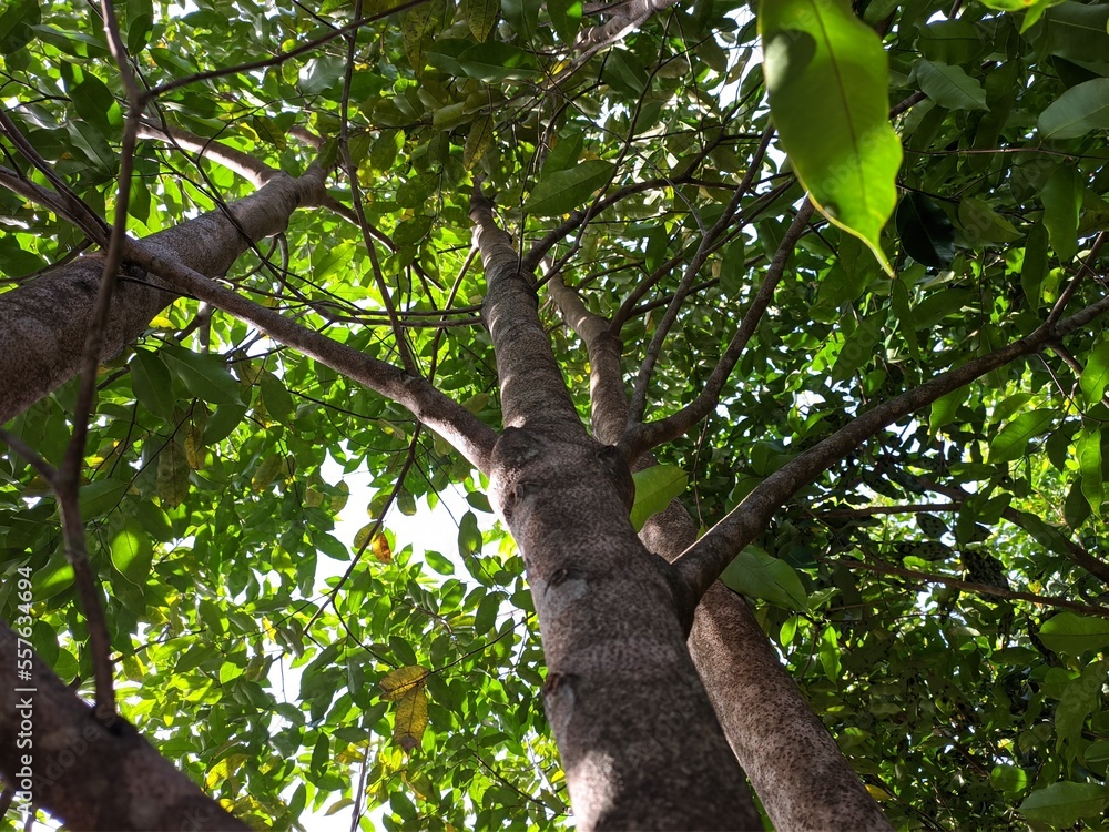 Fototapeta premium agarwood tree (Aquilaria malaccensis) in the morning