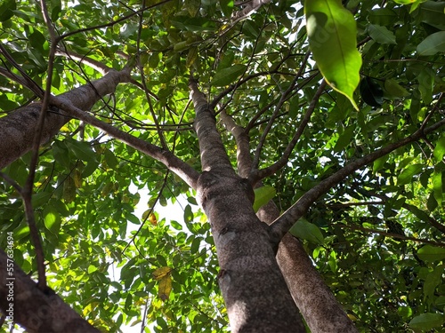 Fotografie agarwood tree (Aquilaria malaccensis) in the morning