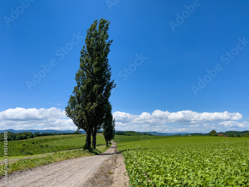 Fotografiet poplar trees and summer field
