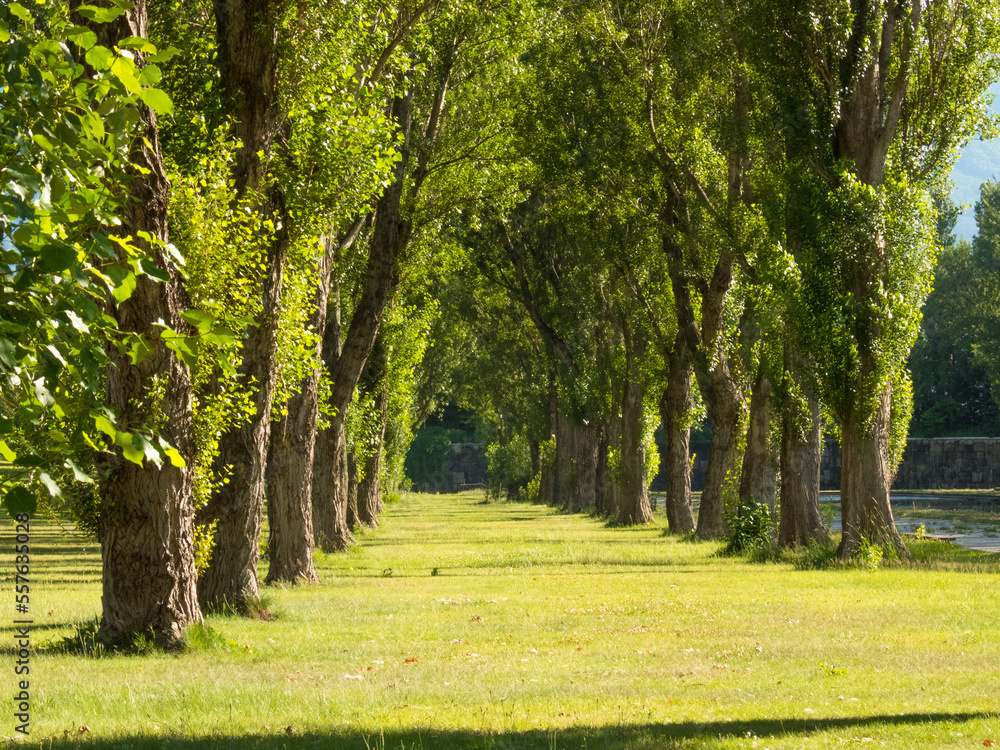 Park with rows of poplar trees