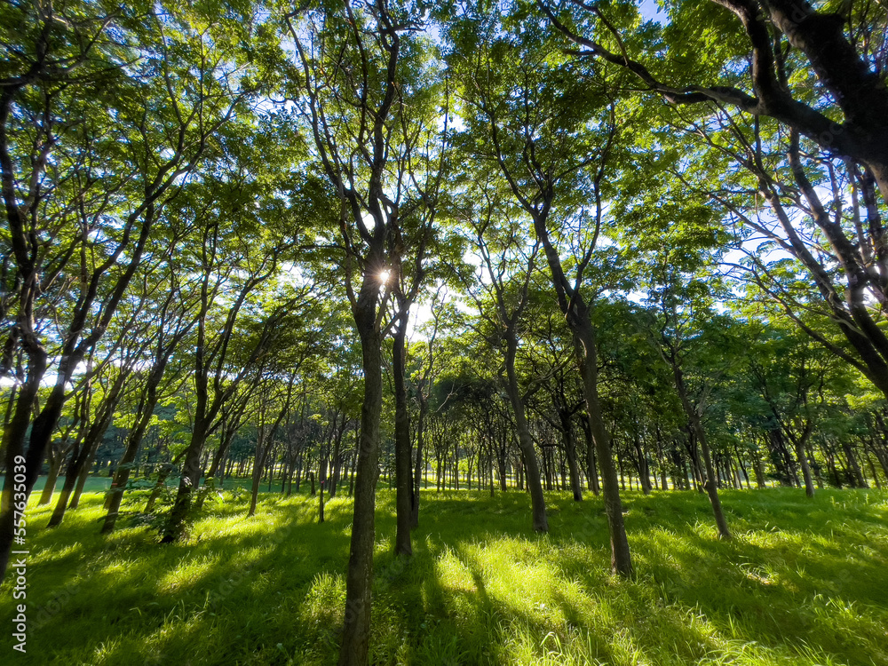 In the forest where the sunlight leaks In the forest where the sunlight leaks
