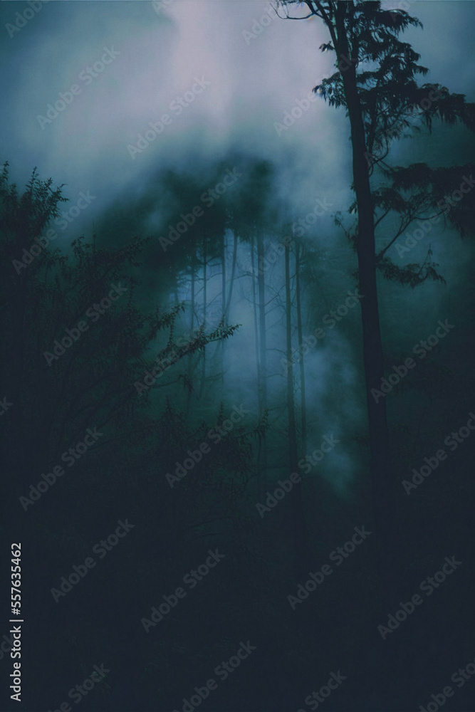 Obraz premium fog in the forest