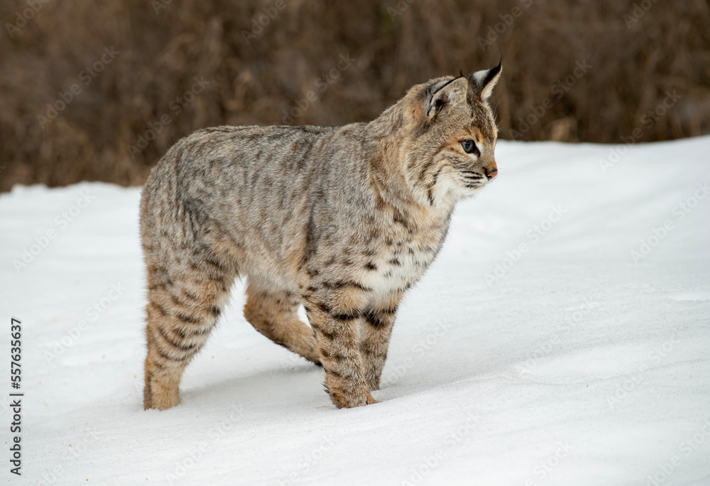 Bobcat Bobcat