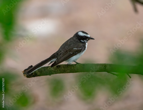 White-browed fantail