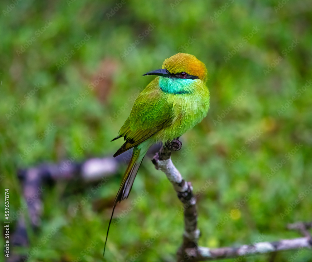 Obraz premium Green bee-eater