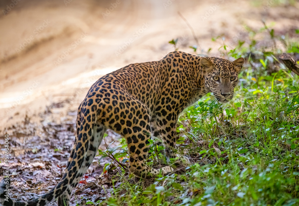 Obraz premium Leopard