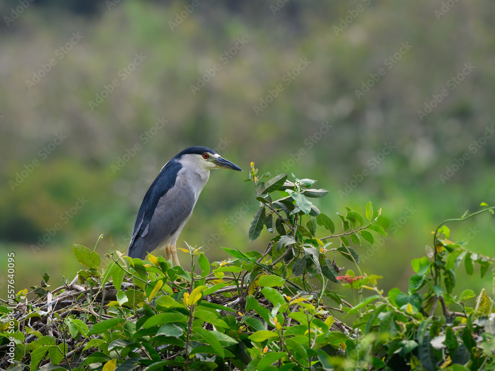 Black-crowned Night Heron portrait in Pantanal, Brazil Black-crowned Night Heron portrait in Pantanal, Brazil