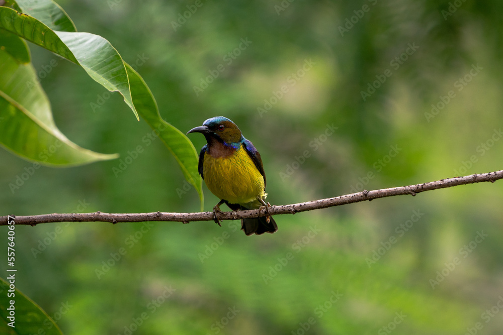 Fototapeta premium Brown-throated Sunbird Anthreptes malacensis